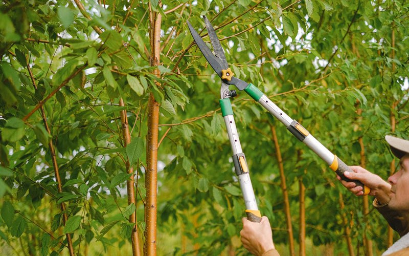 Tree trimming in Moorcroft, WY